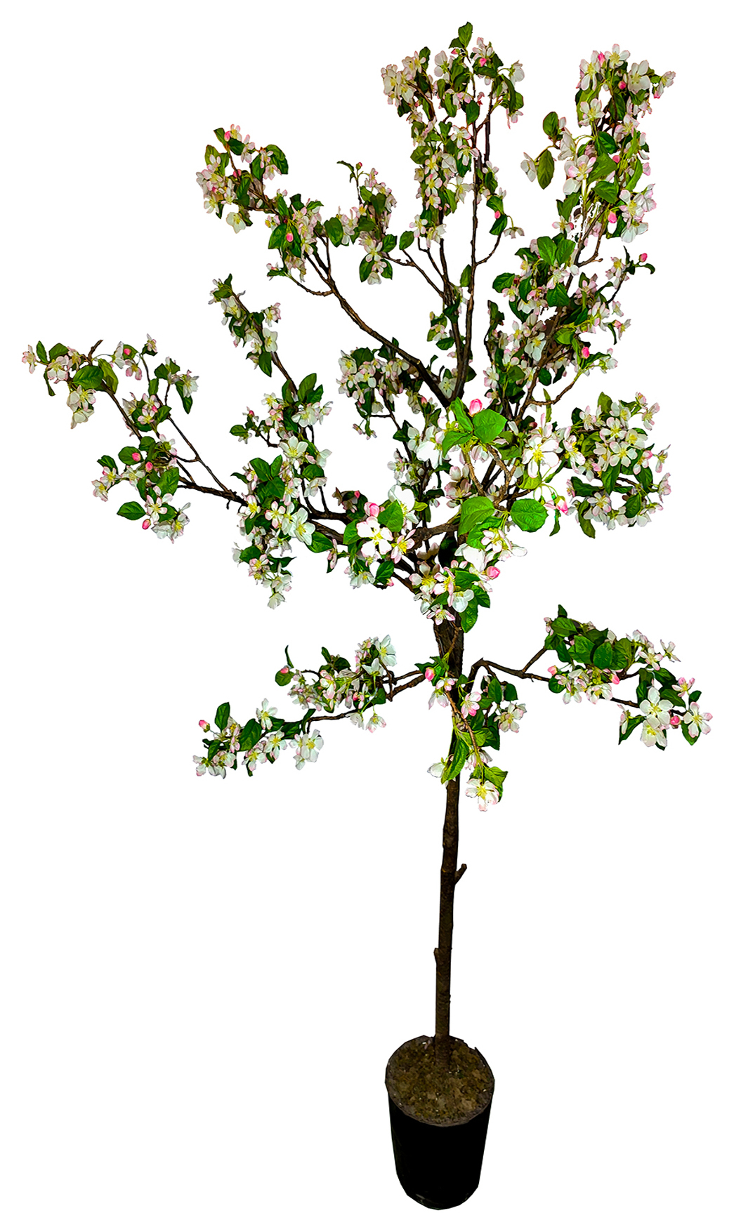 Деревья яблоня