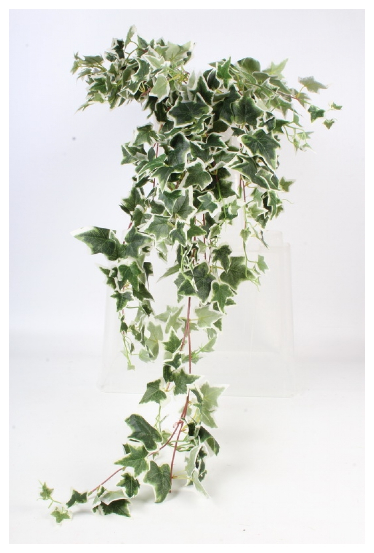 Плющ хедера пестролистный. Белый плющ. Белвест бел плющ цветок. Белый плющ. Плющ вечнозеленый (hedera).